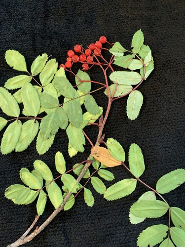 Sorbus (Rowans and Mountain Ashes) (alternate view 4)
