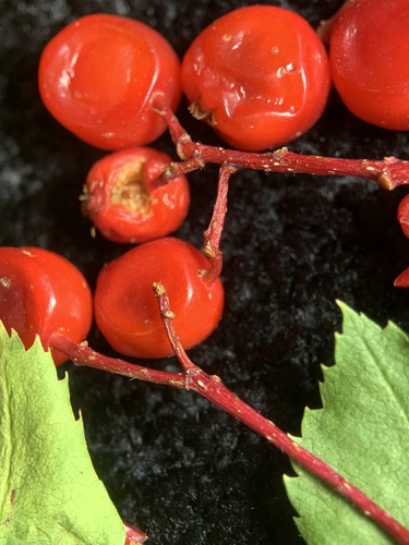 Sorbus (Rowans and Mountain Ashes) (alternate view 8)