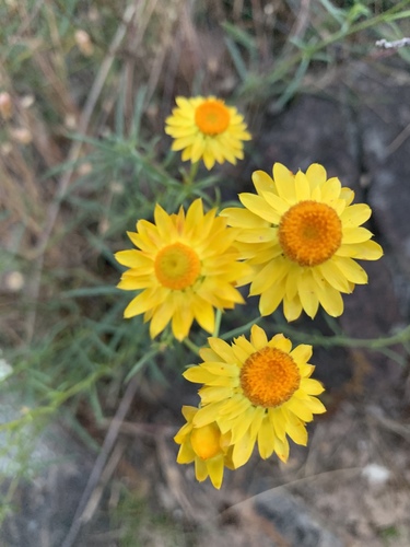 Xerochrysum viscosum (sticky everlasting) (alternate view 10)