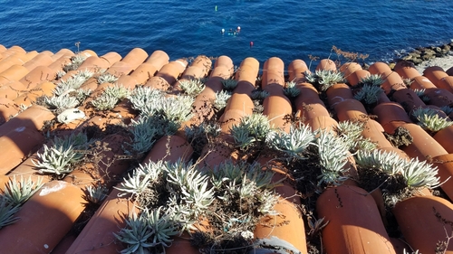 Dudleya (Liveforever) (alternate view 5)