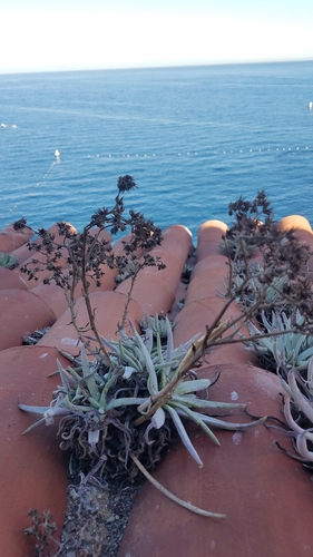 Dudleya (Liveforever) (alternate view 6)