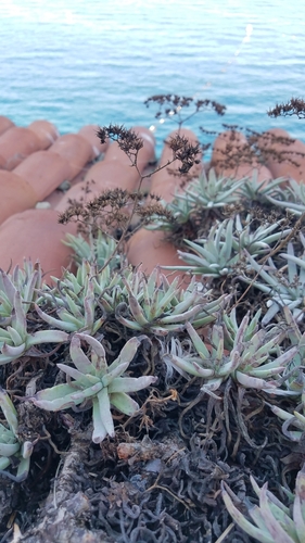 Dudleya (Liveforever) (alternate view 7)