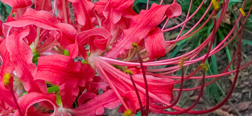 Lycoris radiata (red spider lily) (alternate view 4)