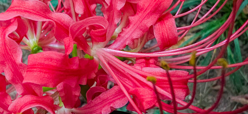 Lycoris radiata (red spider lily) (alternate view 5)