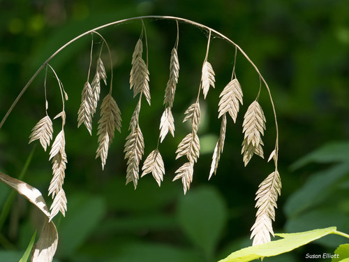 Chasmanthium latifolium (Northern Sea Oats)