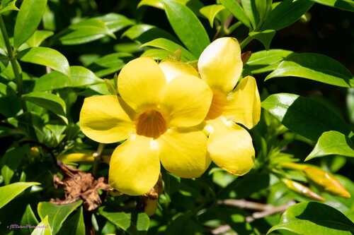 Allamanda cathartica (Allamanda Vine)