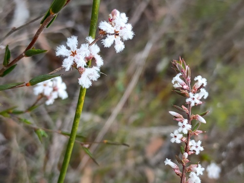 Styphelia ericoides (Bearded Heath)