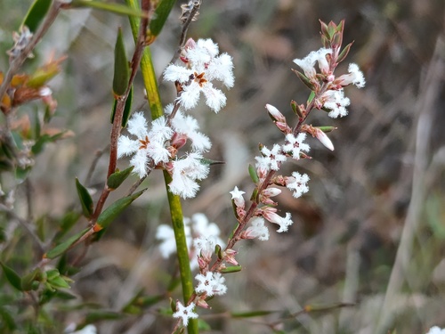 Styphelia ericoides (Bearded Heath) (alternate view 2)