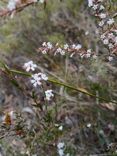Styphelia ericoides (Bearded Heath) (alternate view 3)