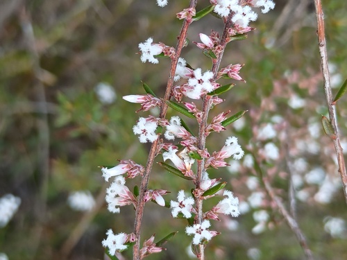 Styphelia ericoides (Bearded Heath) (alternate view 4)