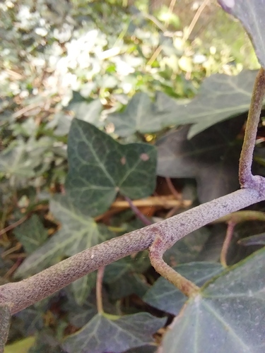 Hedera hibernica (Atlantic or Irish ivy) (alternate view 5)