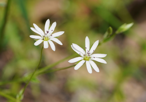 Stellaria flaccida (Forest Starwort) (alternate view 5)