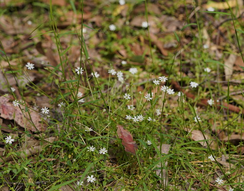 Stellaria flaccida (Forest Starwort) (alternate view 6)