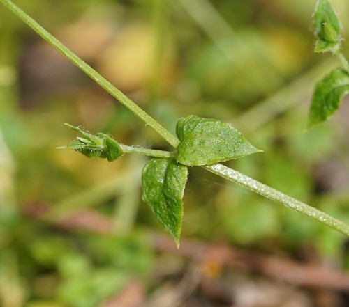 Stellaria flaccida (Forest Starwort) (alternate view 7)