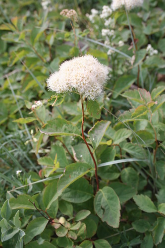 Spiraea lucida (Shinyleaf Spiraea)