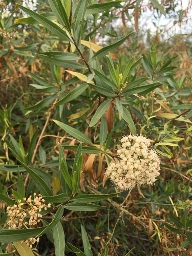 Baccharis salicifolia (mule fat)