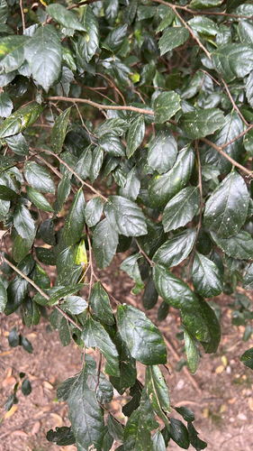 Aphananthe philippinensis (Axe handle Wood)