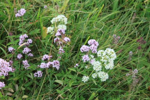 Origanum vulgare (Oregano) (alternate view 2)