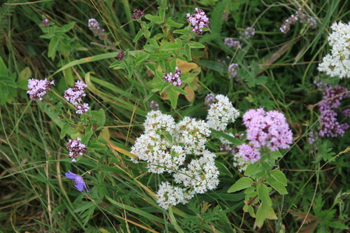 Origanum vulgare (Oregano)