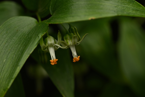 Asparagus asparagoides (Cape Smilax) (alternate view 7)