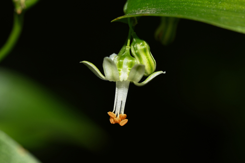 Asparagus asparagoides (Cape Smilax) (alternate view 6)