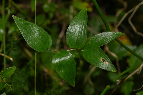 Asparagus asparagoides (Cape Smilax) (alternate view 8)