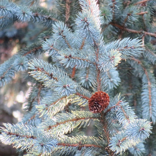 Picea engelmannii (Engelmann spruce) (alternate view 2)