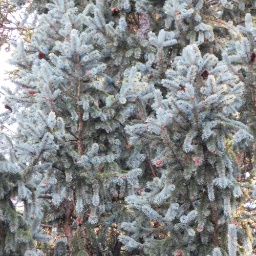 Picea engelmannii (Engelmann spruce) (alternate view 3)