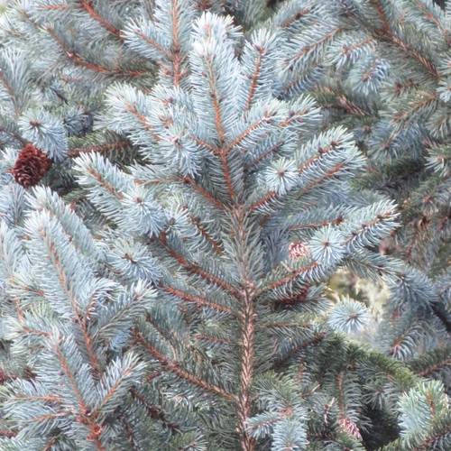 Picea engelmannii (Engelmann spruce) (alternate view 4)