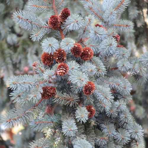 Picea engelmannii (Engelmann spruce)