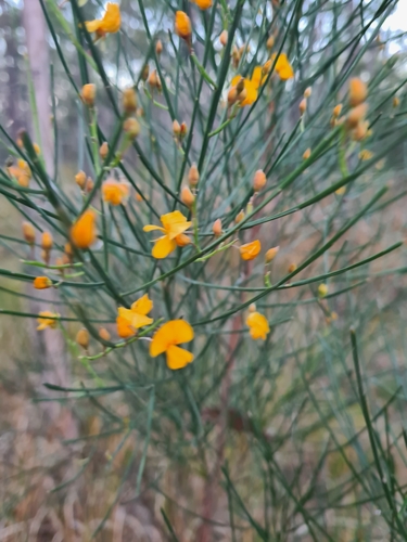 Jacksonia scoparia (winged broom-pea)