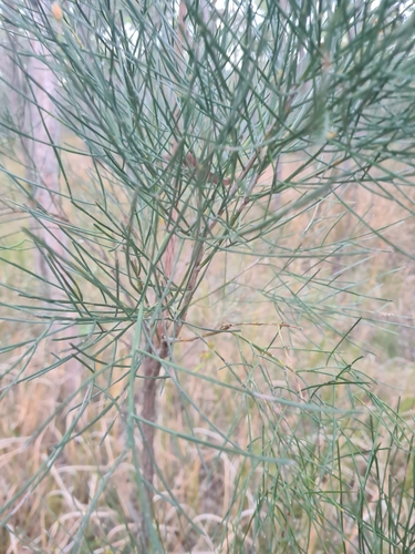 Jacksonia scoparia (winged broom-pea) (alternate view 2)