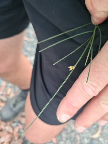 Jacksonia scoparia (winged broom-pea) (alternate view 4)