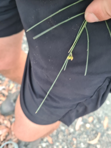 Jacksonia scoparia (winged broom-pea) (alternate view 5)