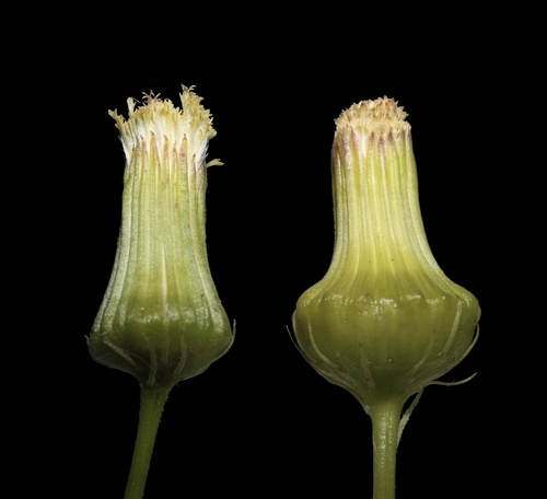 Erechtites hieraciifolius (American burnweed)