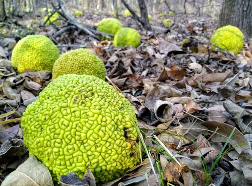 Maclura pomifera (Osage-orange)