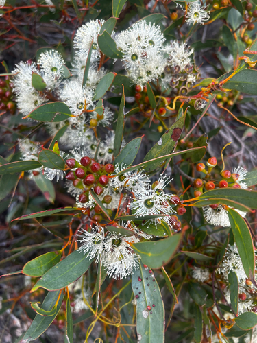 Eucalyptus diversifolia (Coastal Mallee) (alternate view 10)