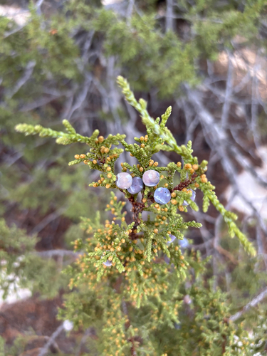 Juniperus monosperma (One-seed Juniper) (alternate view 4)