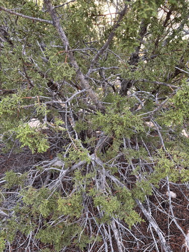 Juniperus monosperma (One-seed Juniper) (alternate view 5)