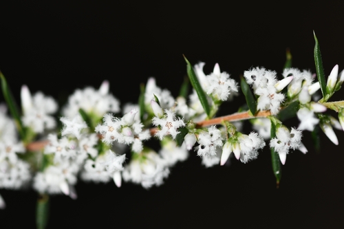 Styphelia ericoides (Bearded Heath) (alternate view 5)
