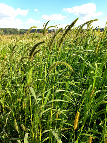 Setaria faberi (giant foxtail)