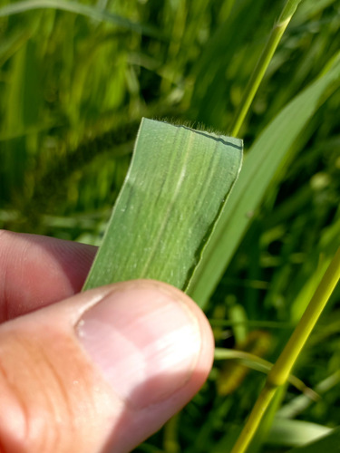 Setaria faberi (giant foxtail) (alternate view 2)