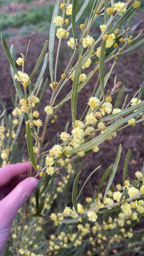 Acacia stricta (Hop wattle) (alternate view 4)
