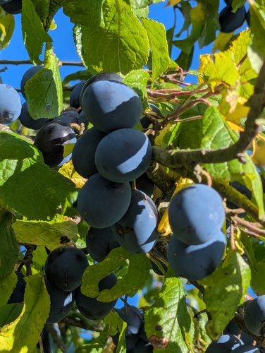 Prunus insititia (Damson)