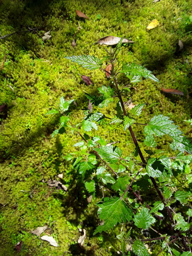 Urtica incisa (Scrub Nettle) (alternate view 4)