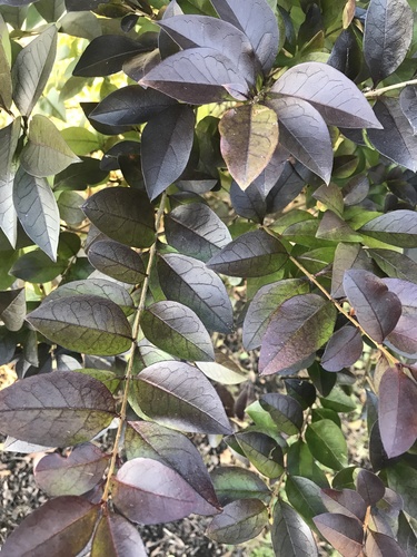 Ligustrum ovalifolium (garden privet)