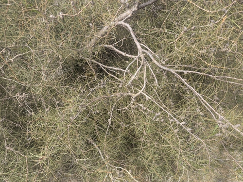 Hakea mitchellii (desert Hakea) (alternate view 4)
