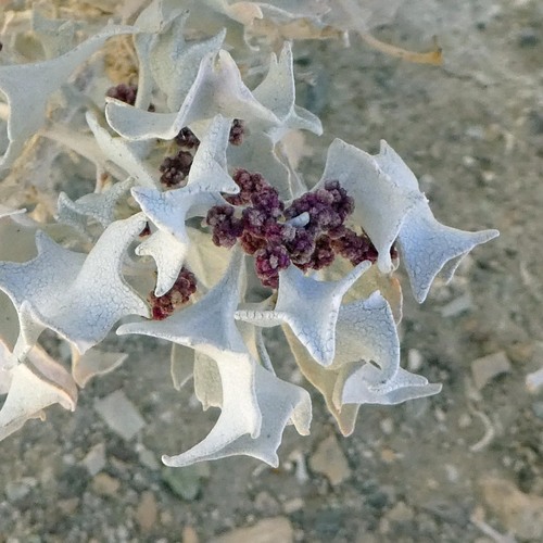 Atriplex hymenelytra (Desert Holly) (alternate view 6)