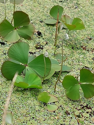 Marsilea drummondii (Common Nardoo) (alternate view 3)