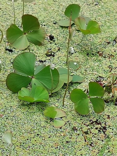 Marsilea drummondii (Common Nardoo) (alternate view 4)